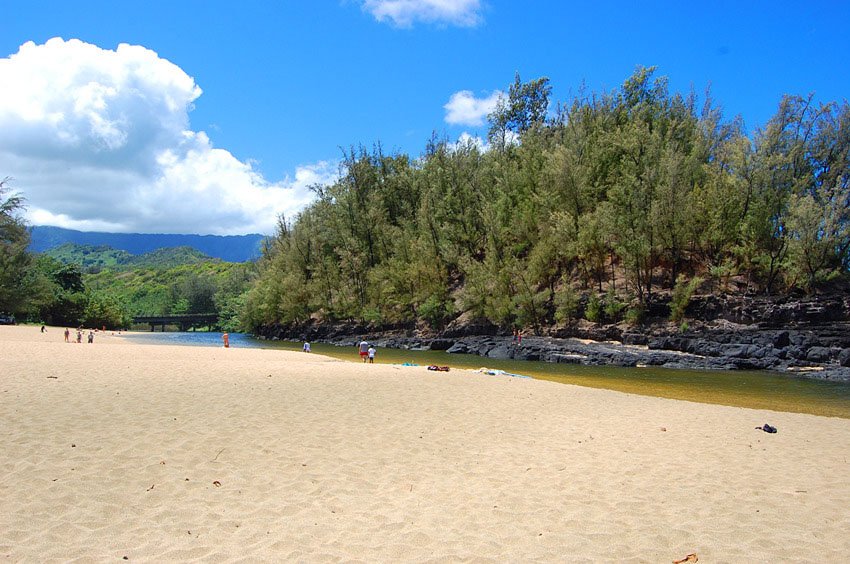 Beach is backed by trees