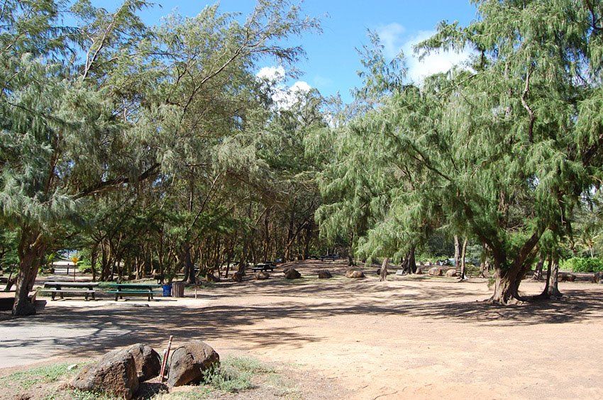 Park with many trees