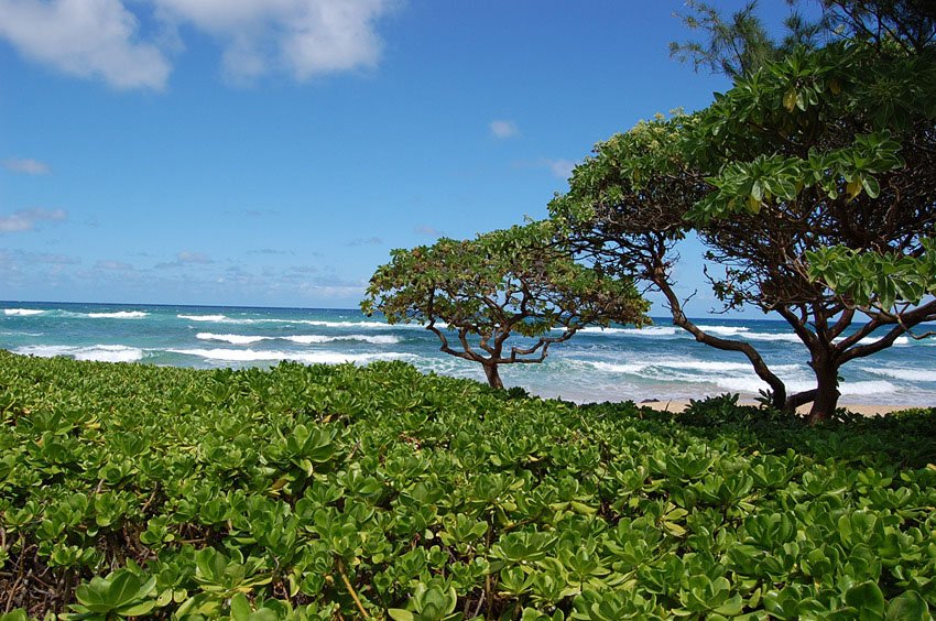 Beach is backed by naupaka greenery