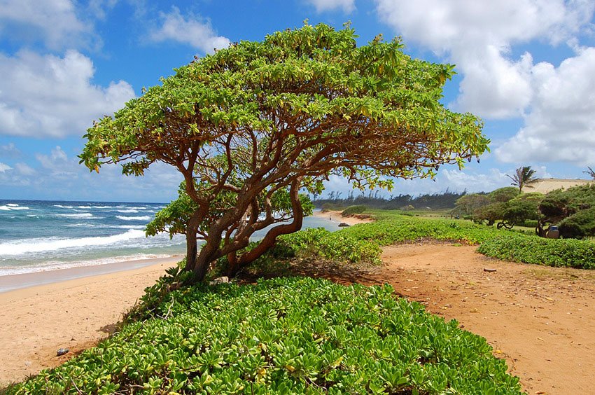 Near Hilton Kauai Beach Resort