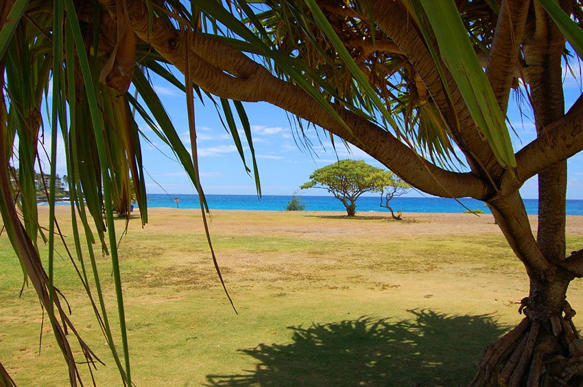 Good shade under a palm tree