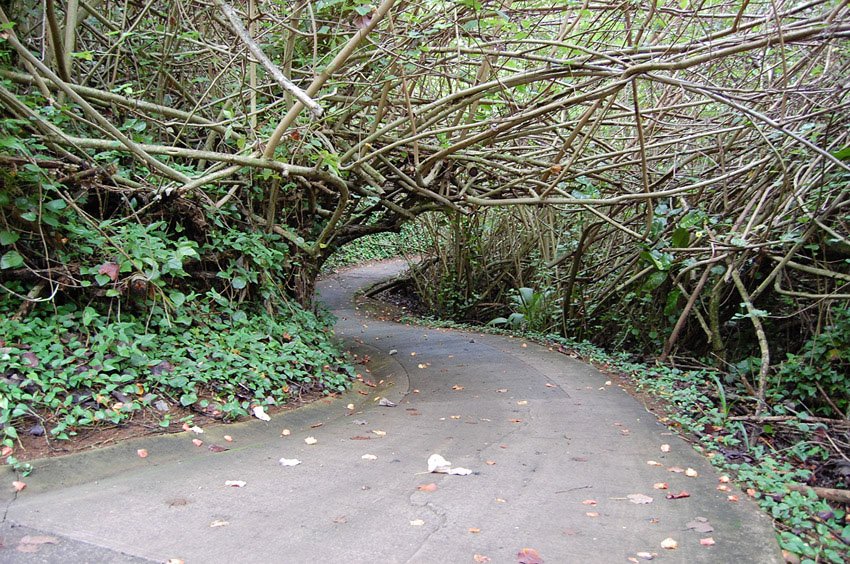 Paved path from Hanalei Bay Resort