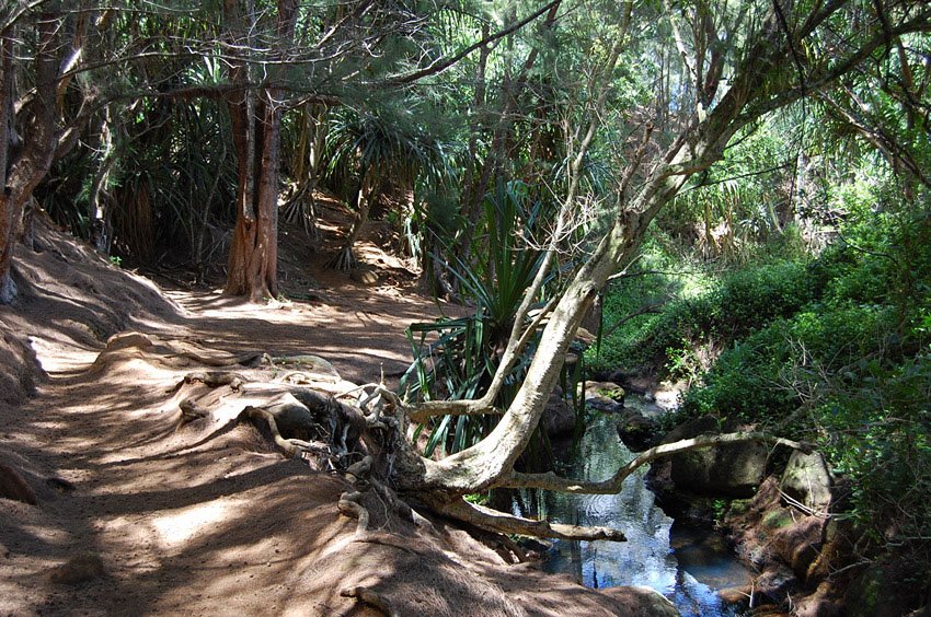 Stream next to the trail