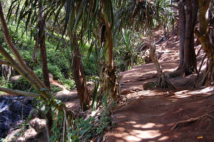 Trail leads through forest