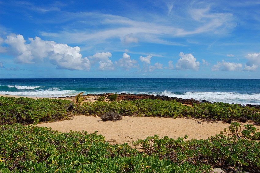 Naupaka greenery and black lava rocks