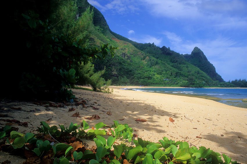 Lush Kauai shore