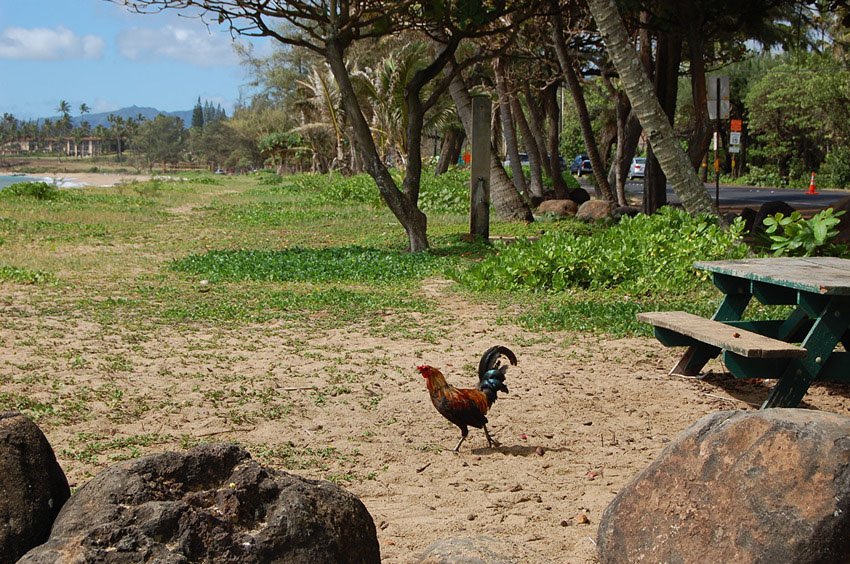 Frequent beach visitor