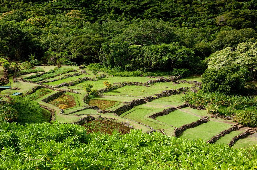 Terraced taro garden