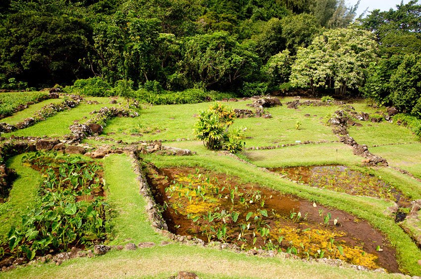 Terraced taro garden on Kauai