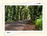 Tree Tunnel Road