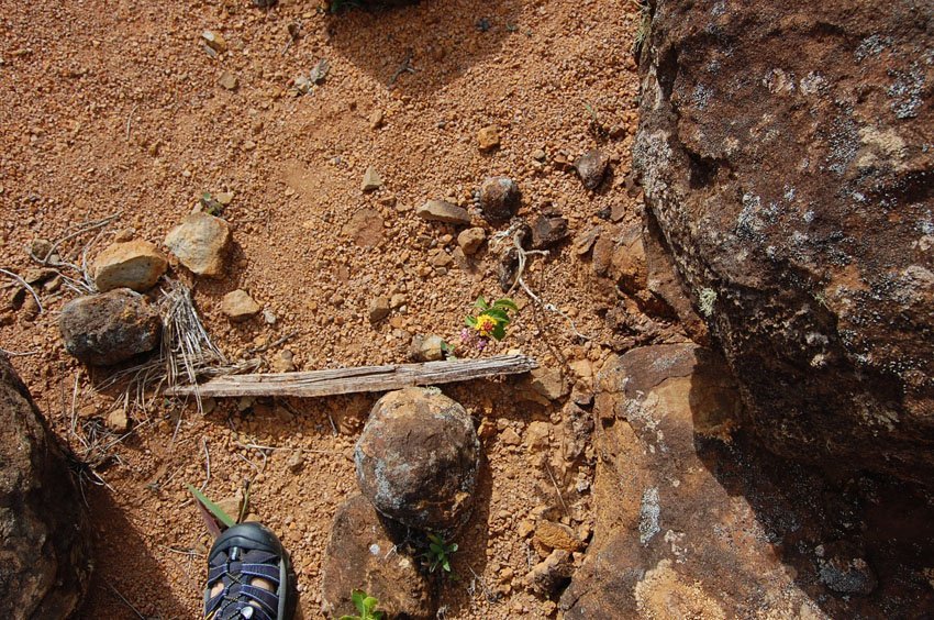 Small flower grows between rocks