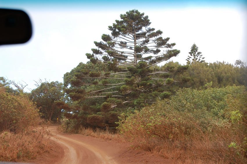 Road to Kanepuu Preserve