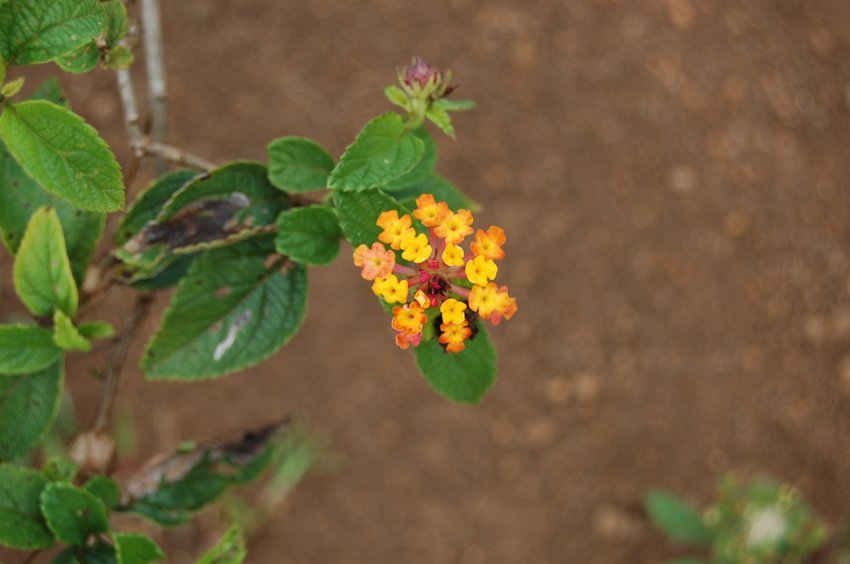 Flora by the trail