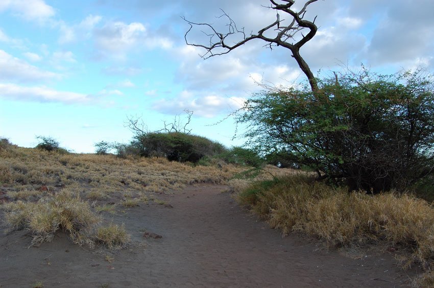 Trail to Pu'u Pehe