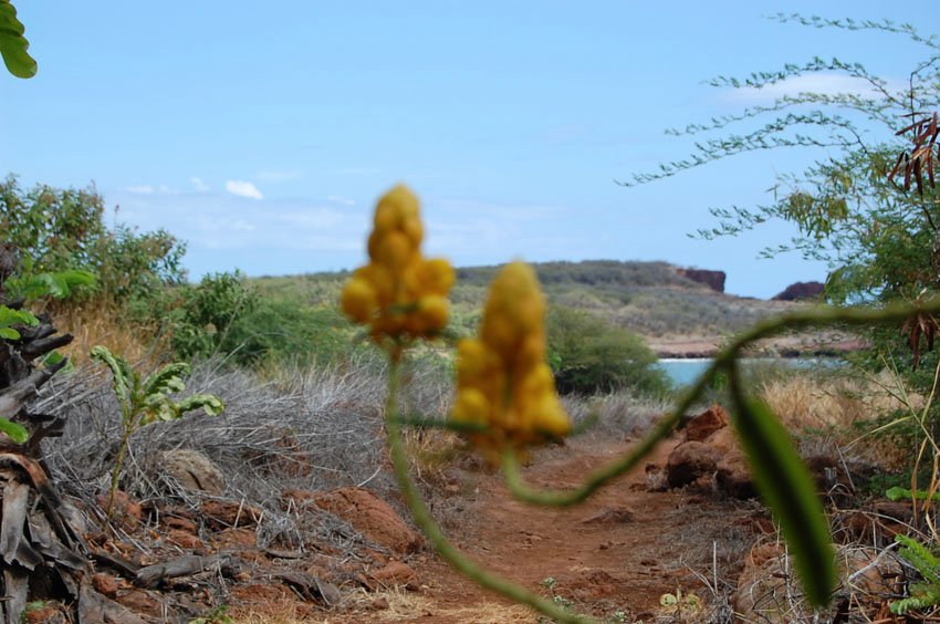 Flora along the trail