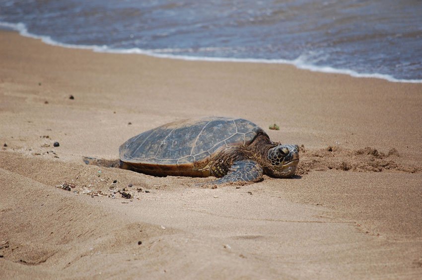 Sunbathing honu (green sea turtle