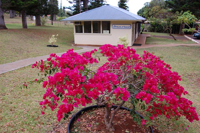 Bank of Hawaii