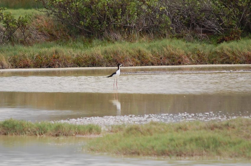 Hawaiian Stilt