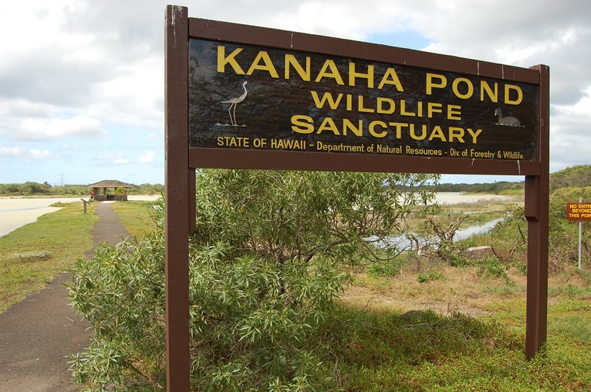 Kanaha Pond Wildlife Sanctuary