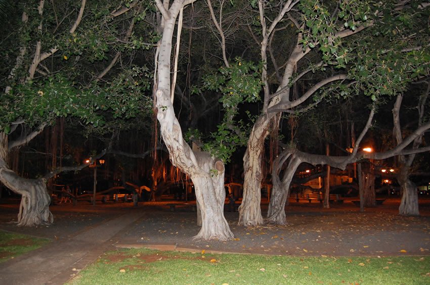 A place to relax in Lahaina