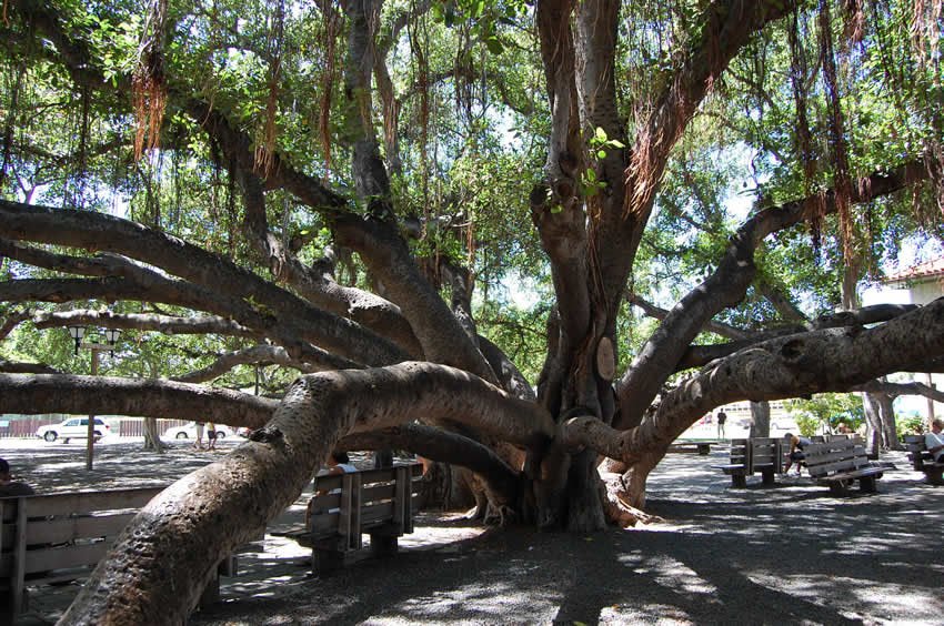 Giant banyan tree in Lahaina