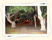 Lahaina Banyan Tree Park