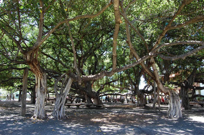 One of the largest banyan trees in the U.S.