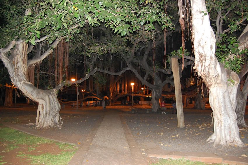 Lahaina Banyan Tree Park