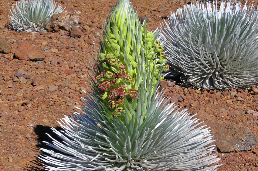 Blooming silversword