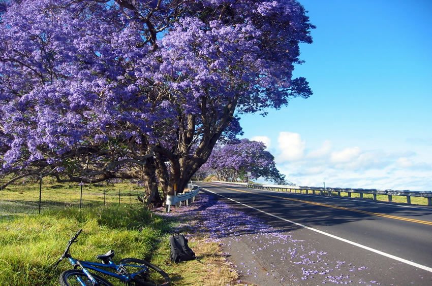 Jacaranda tree