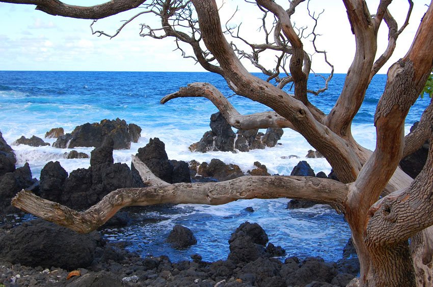 Keanae Beach tree