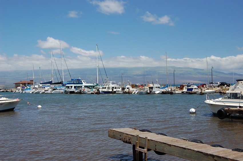 Docked boats