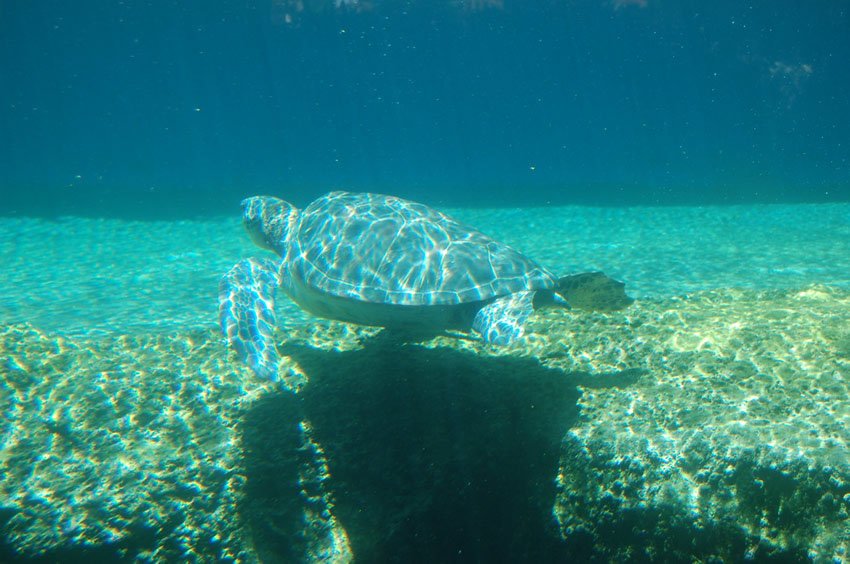 Honu Hawaiian green sea turtle