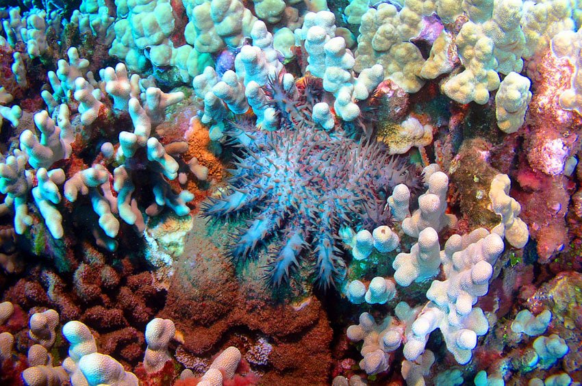 Crown of Thorns Starfish