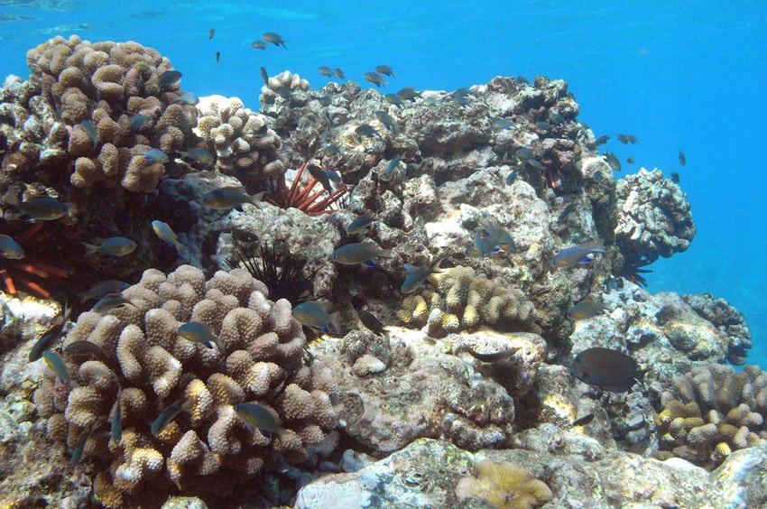 Black Fin Chromis