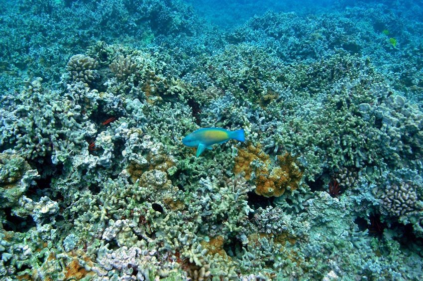 Coral fields at Ahihi Cove