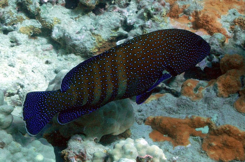 Peacock Grouper