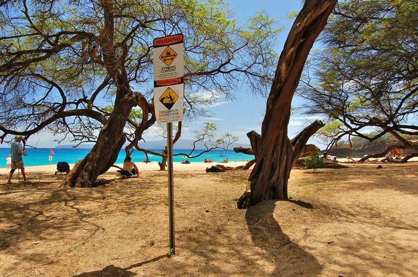 Beach trees provids shade