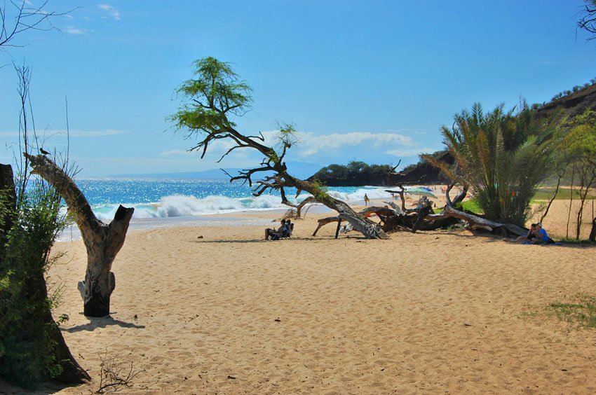 Beach tree