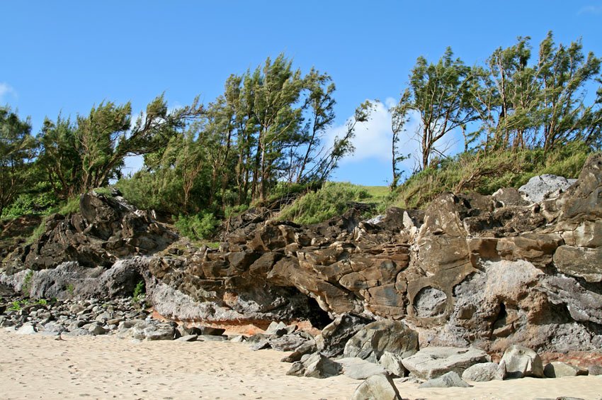 Trees on the rocks