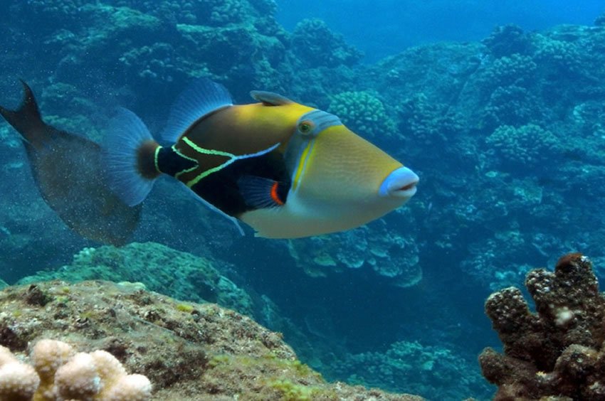 Picasso Triggerfish at Black Rock