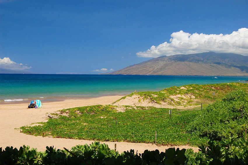 Beachfront naupaka