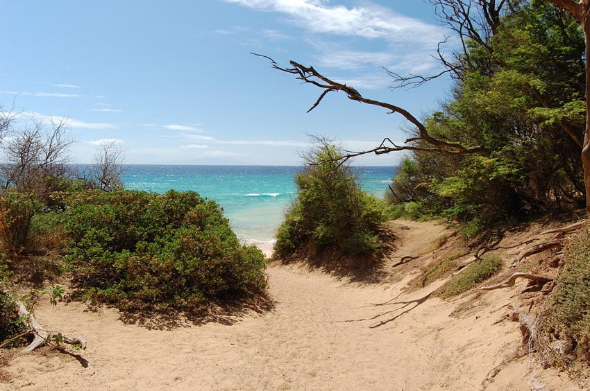 Beach access trail