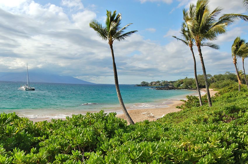 Beachfront naupaka