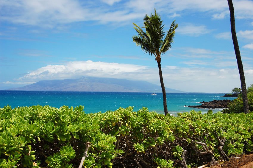 Beachfront naupaka