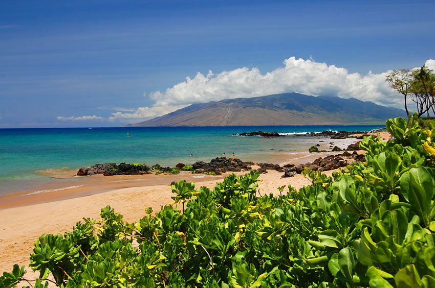 Beachfront naupaka