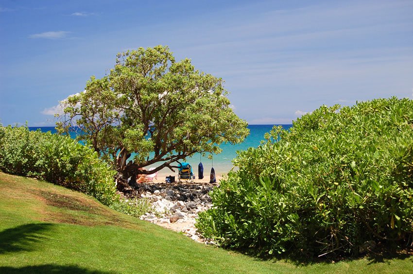 Shady spot under a tree