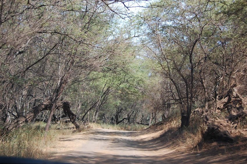 Dirt road leading to the beach