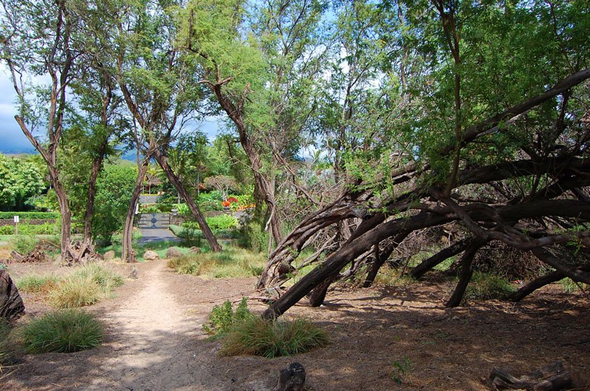 Backshore trees