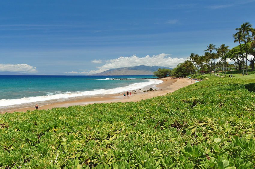 Beachfront naupaka